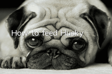 How to feed Husky