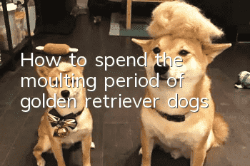 How to spend the moulting period of golden retriever dogs