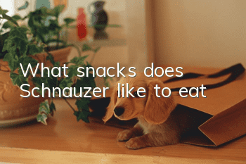 What snacks does Schnauzer like to eat?