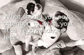 What should you pay attention to when your little Teddy changes teeth?