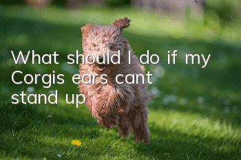 What should I do if my Corgi’s ears can’t stand up?