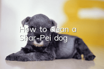 How to clean a Shar-Pei dog