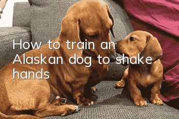 How to train an Alaskan dog to shake hands