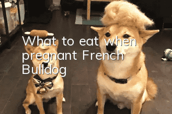 What to eat when pregnant French Bulldog