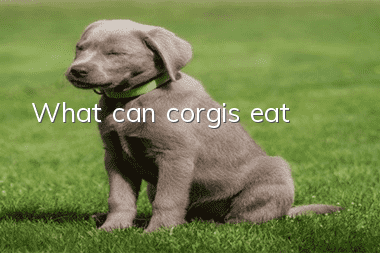 What can corgis eat