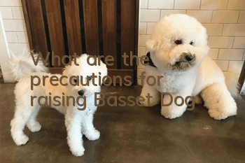 What are the precautions for raising Basset Dog?