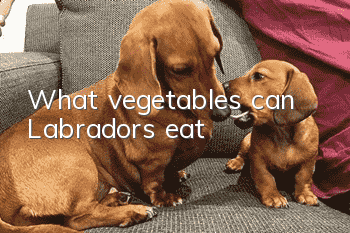 What vegetables can Labradors eat?