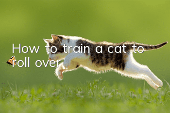 How to train a cat to roll over?