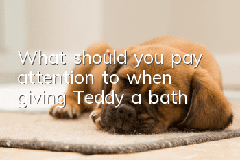 What should you pay attention to when giving Teddy a bath?