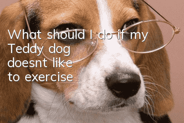 What should I do if my Teddy dog ​​doesn’t like to exercise?