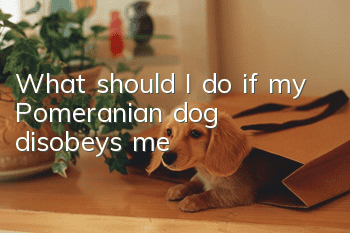 What should I do if my Pomeranian dog disobeys me?
