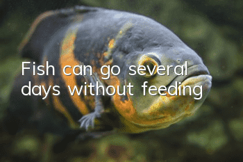 Fish can go several days without feeding
