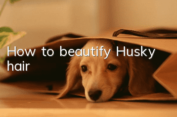How to beautify Husky hair