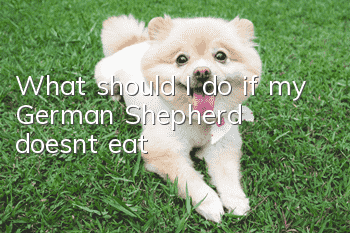 What should I do if my German Shepherd doesn’t eat?