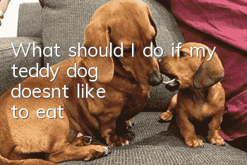 What should I do if my teddy dog ​​doesn’t like to eat?