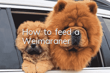 How to feed a Weimaraner