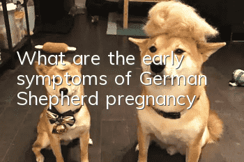 What are the early symptoms of German Shepherd pregnancy?