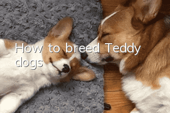 How to breed Teddy dogs