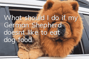 What should I do if my German Shepherd doesn’t like to eat dog food?