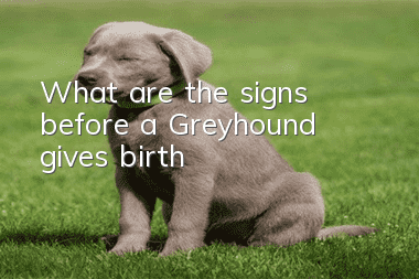 What are the signs before a Greyhound gives birth?