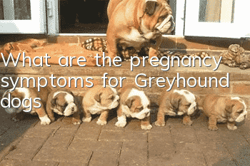What are the pregnancy symptoms for Greyhound dogs?