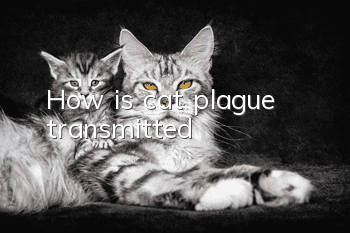 How is cat plague transmitted?