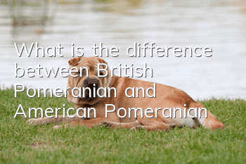 What is the difference between British Pomeranian and American Pomeranian?