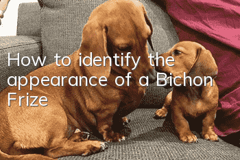 How to identify the appearance of a Bichon Frize