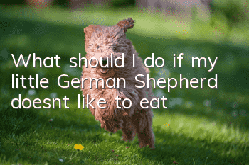 What should I do if my little German Shepherd doesn’t like to eat?
