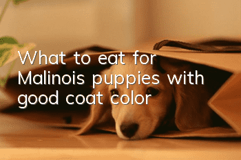 What to eat for Malinois puppies with good coat color
