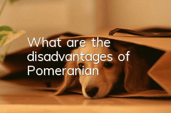 What are the disadvantages of Pomeranian