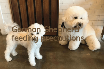 German Shepherd feeding precautions