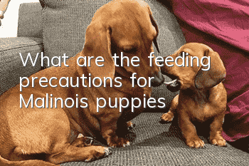 What are the feeding precautions for Malinois puppies?