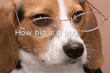 How big is a pug?