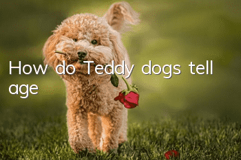 How do Teddy dogs tell age?