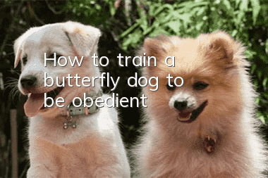 How to train a butterfly dog ​​to be obedient