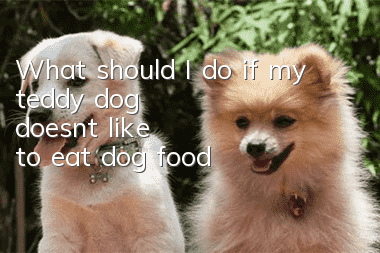 What should I do if my teddy dog ​​doesn’t like to eat dog food?