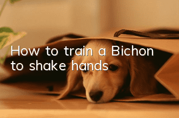 How to train a Bichon to shake hands
