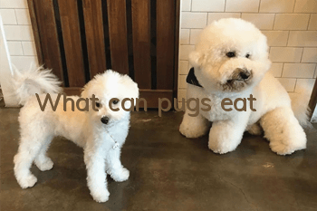 What can pugs eat?