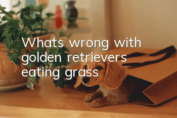 What’s wrong with golden retrievers eating grass?
