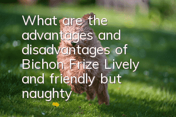 What are the advantages and disadvantages of Bichon Frize? Lively and friendly but naughty