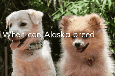 When can Alaska breed?