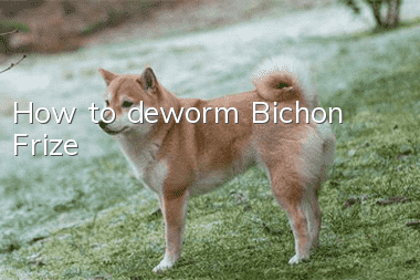 How to deworm Bichon Frize