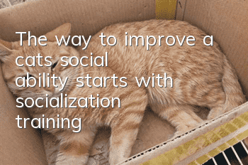 The way to improve a cat’s “social ability” starts with socialization training!