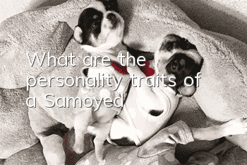 What are the personality traits of a Samoyed?
