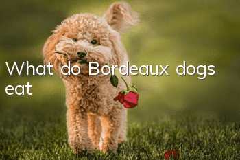 What do Bordeaux dogs eat?