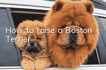 How to raise a Boston Terrier