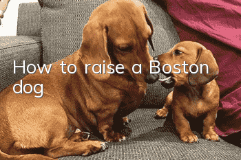 How to raise a Boston dog