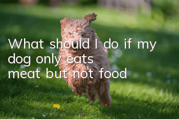 What should I do if my dog ​​only eats meat but not food?