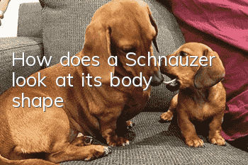 How does a Schnauzer look at its body shape?
